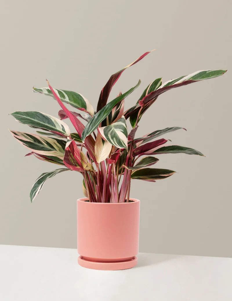 Image of Stromanthe Triostar