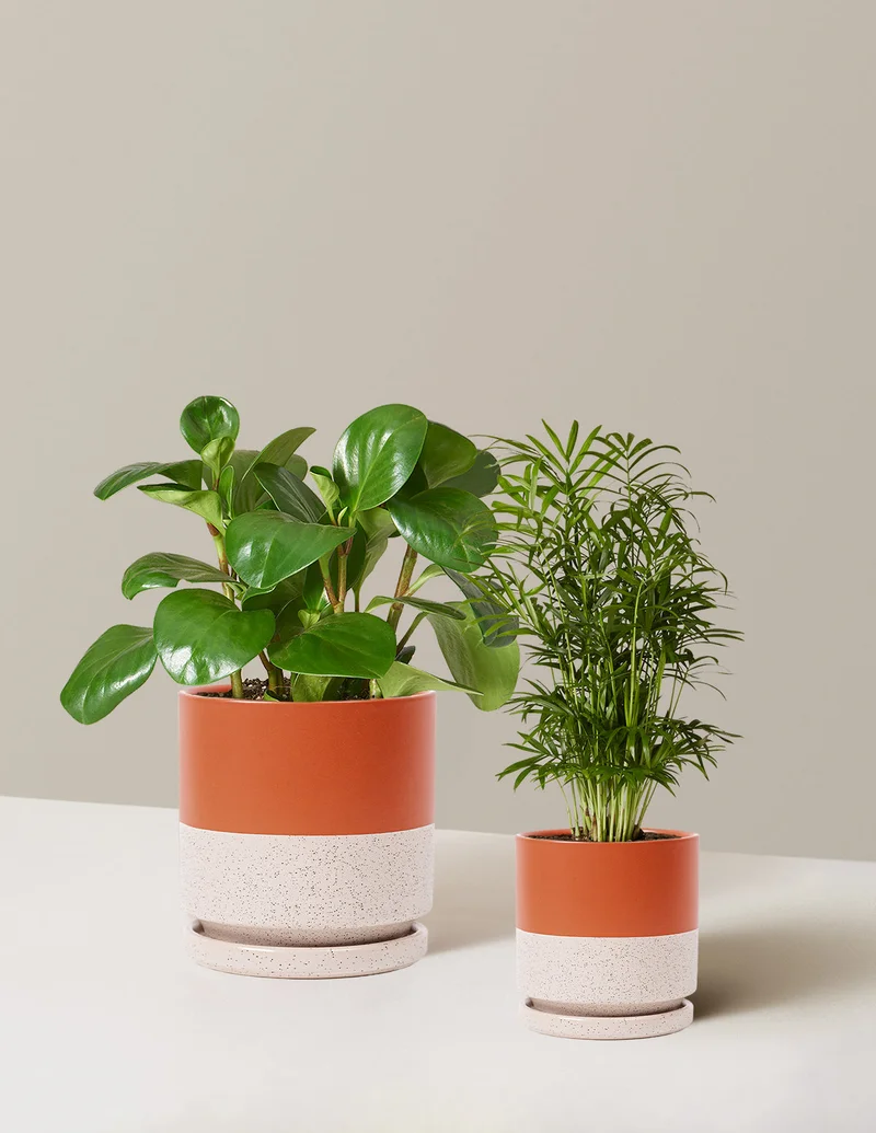 Image of The Pet-Friendly Duo