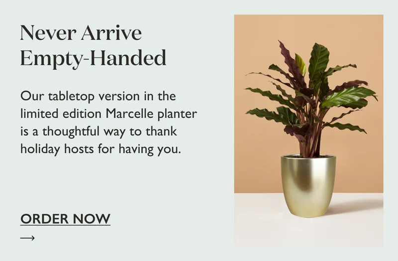 Our tabletop version in limited edition Marcelle planter is a thoughtful way to thank holiday hosts for having you.
