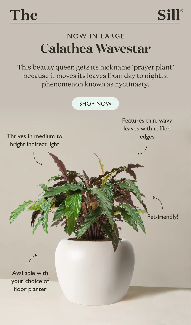 Our Calathea Wavestar is now available in a new large size. This beauty queen gets its nickname prayer plant because it moves its leaves from day to night, a phenomenon known as nyctinasty.