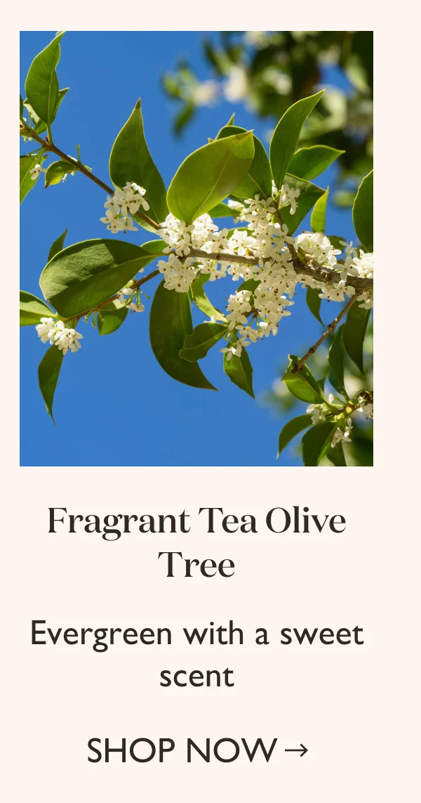 Shop Fragrant Tea Olive Tree