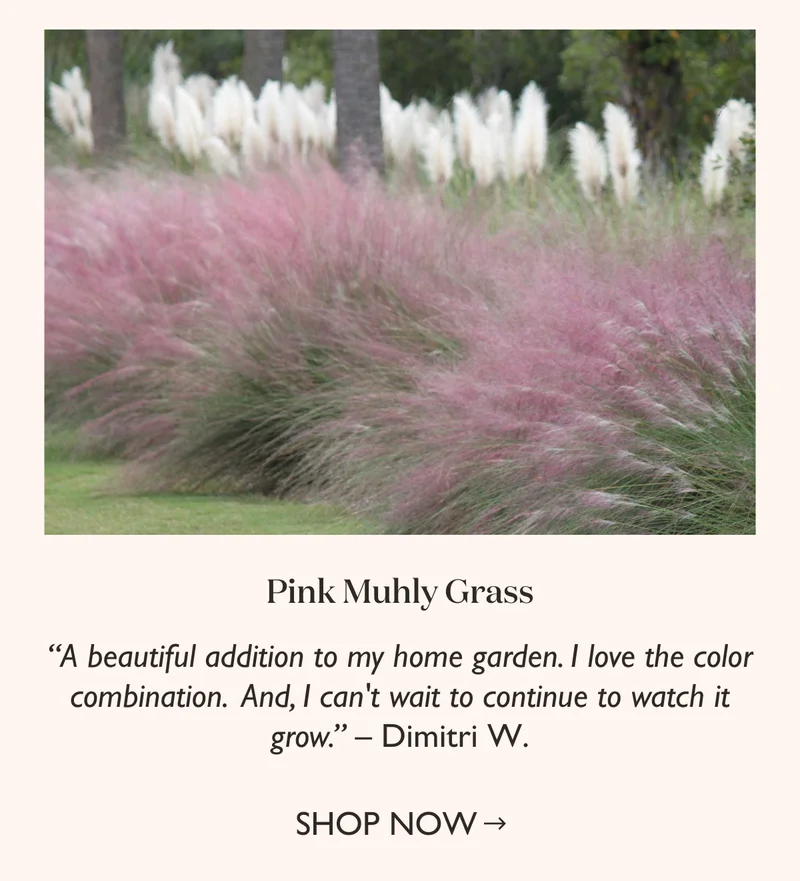 Shop Pink Muhly Grass