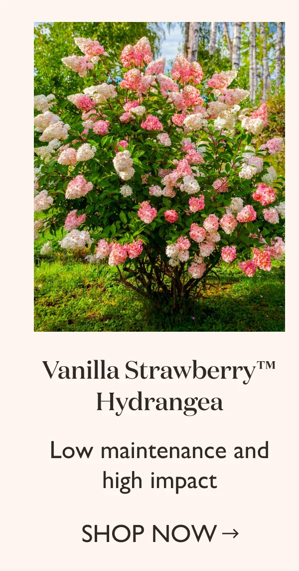 Shop Vanilla Strawberry Hydrangea