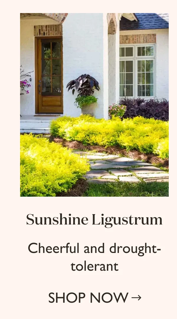 Shop Sunshine Ligustrum