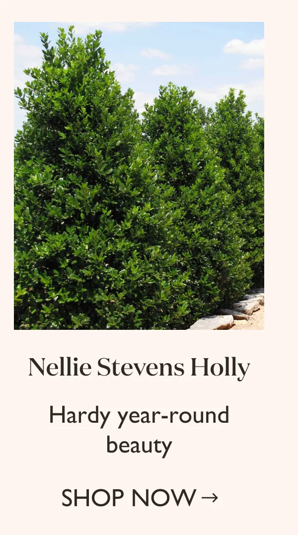 Shop Nellie Stevens Holly
