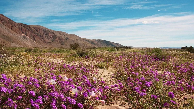 Image description: Superbloom in Anza-Borrego Desert State Park.
