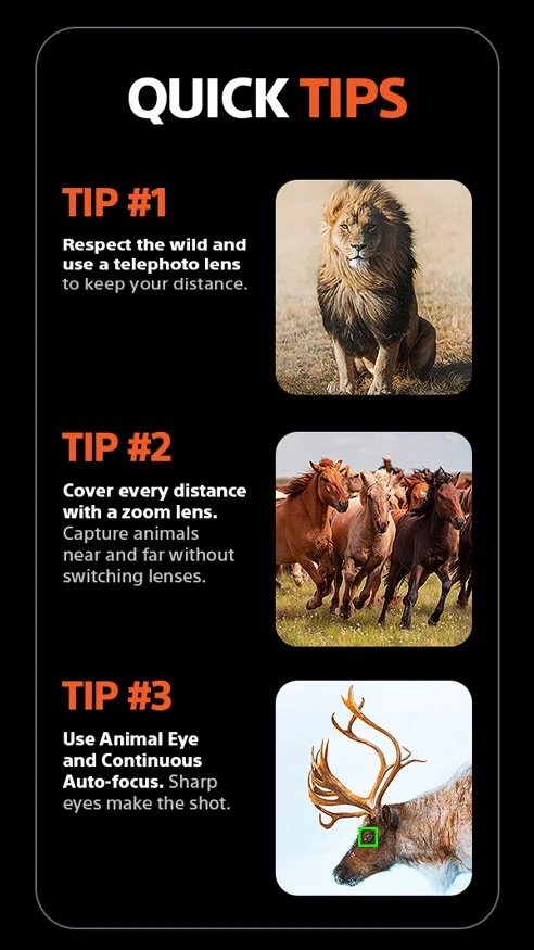 Quick Tips | Tip #1 - Respect the wild and use a telephoto lens to keep your distance. Tip #2 - Cover every distance with a zoom lens. Capture animals near and far without switching lenses. Tip #3 - Use Animal Eye and Continuous Auto-focus. Sharp eyes make the shot.