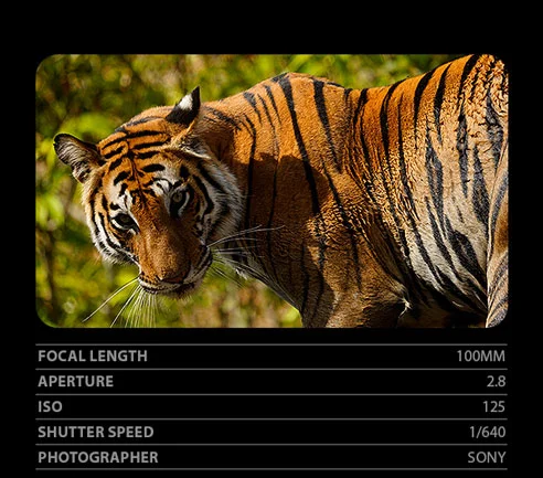 Focal Length 100mm, Aperture 2.8, ISO 125, Shutter Speed 1/640, Photographer Sony