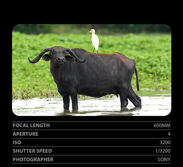 Focal Length 600mm, Aperture 4, ISO 3200, Shutter Speed 1/3200, Photographer Sony