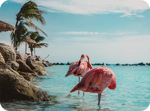 Image Description: Two flamingos in blue water.