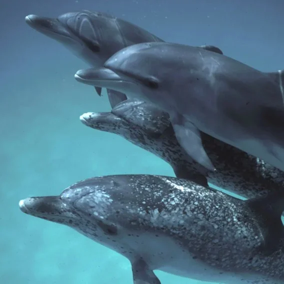 an image of four dolphins swimming together underwater