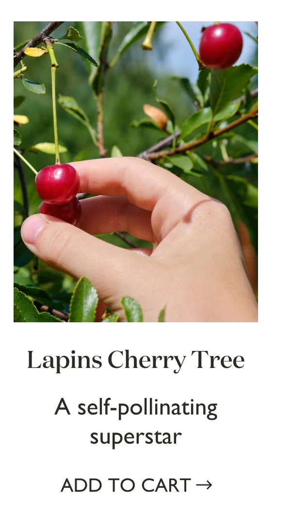 Shop Lapins Cherry Tree