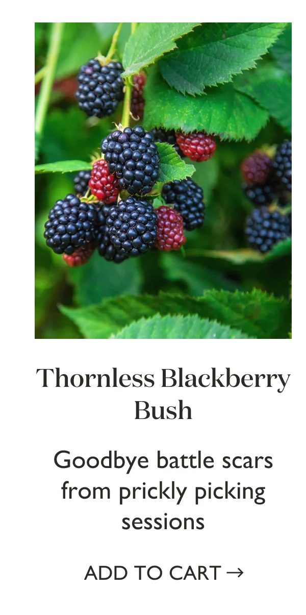 Shop Thornless Blackberry Bush
