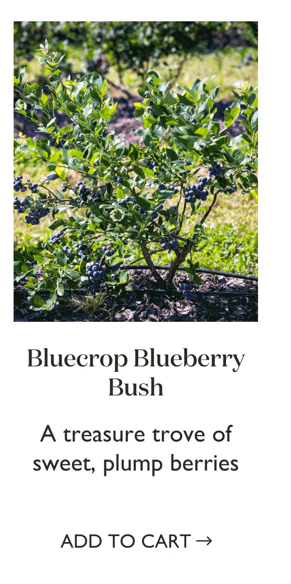 Shop Bluecrop Blueberry Bush