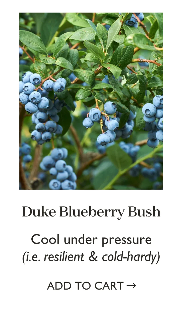Shop Duke Blueberry Bush