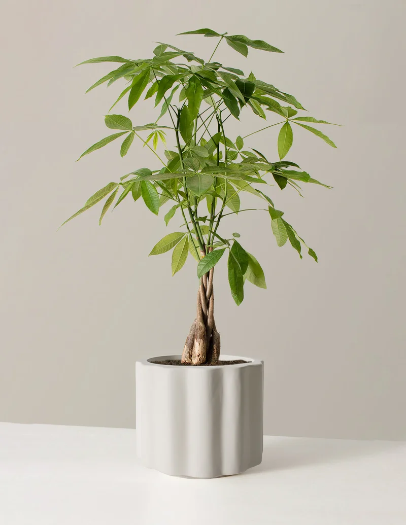 Image of Large Money Tree
