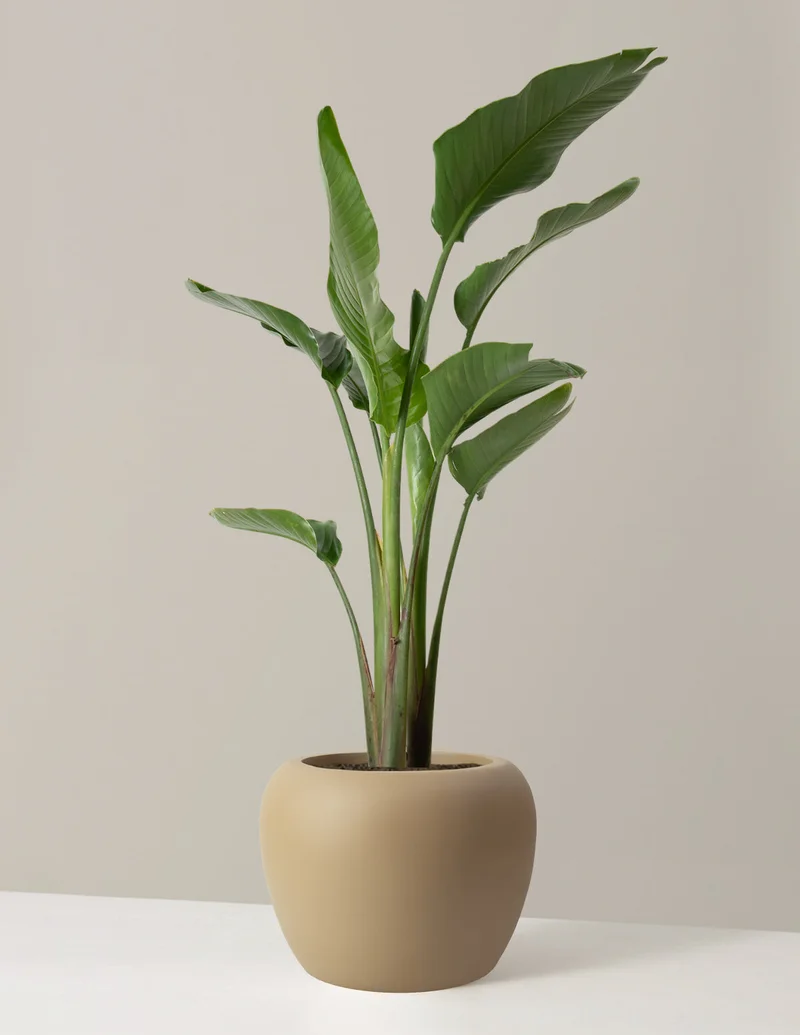 Image of Large Bird of Paradise