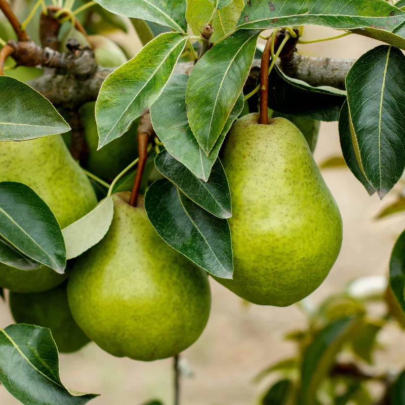 Image of Kieffer Pear Tree