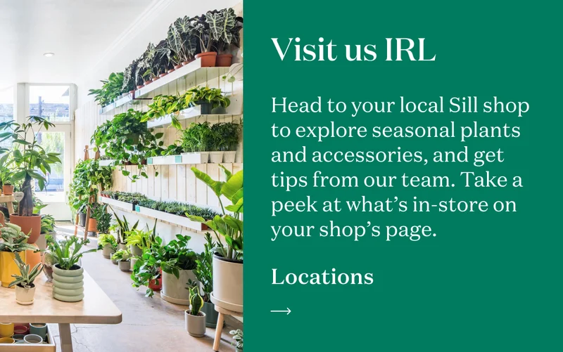 Visit us IRL. Head to your local Sill shop to explore season plants and accessories, and get tips from our team. Take a peek at what's in-store on your shop's page.