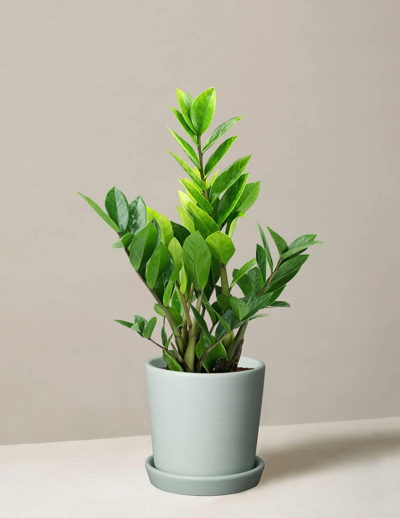Image of ZZ Plant