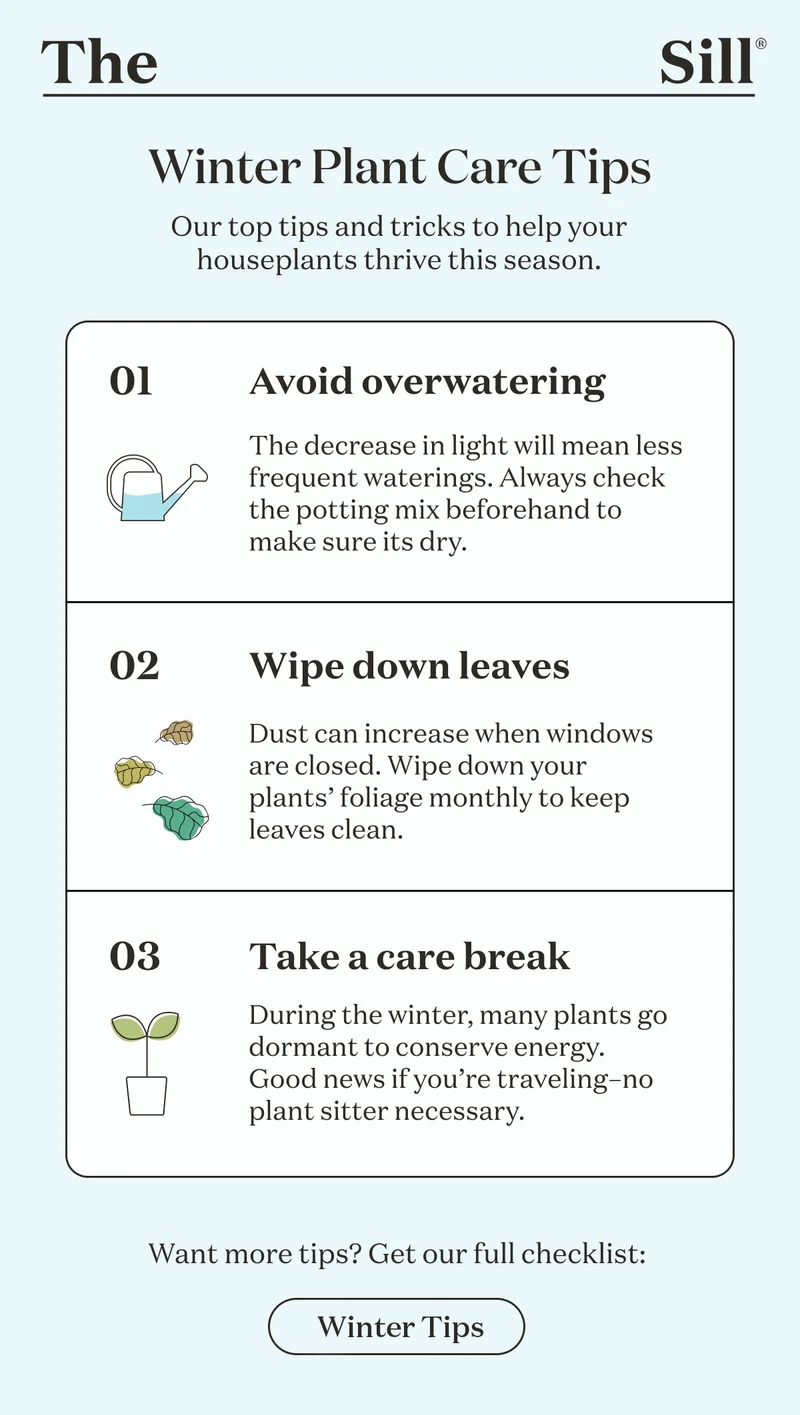 Winter Plant Care Tips: Our top tips and tricks to help your houseplants thrive this season. Avoid overwatering. Wipe down leaves. Take a care break. Want more tips? Get our full checklist on our blog.