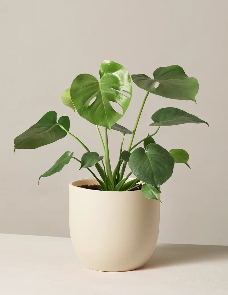 Image of Monstera