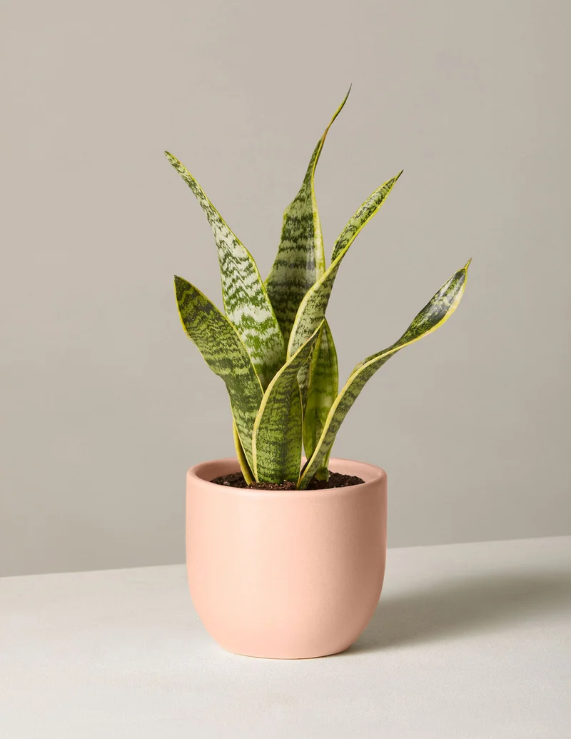 Image of Snake Plant