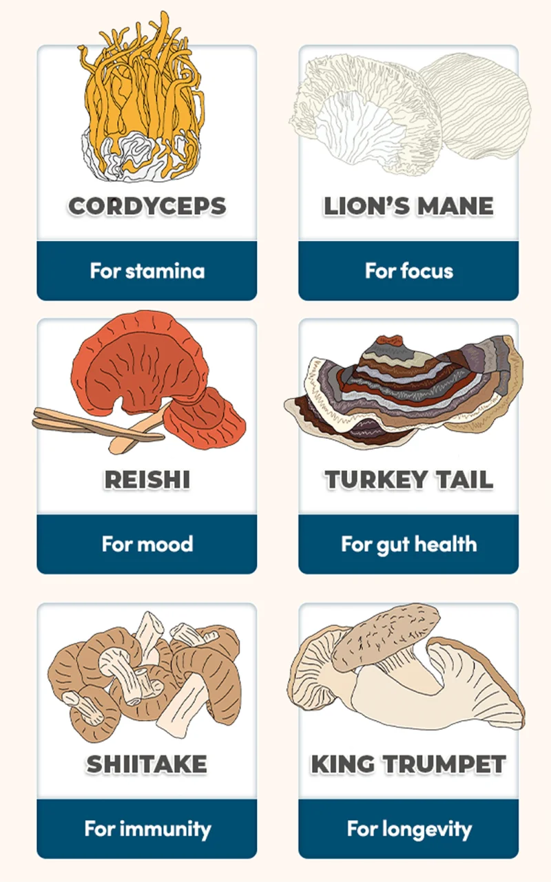 Cordyceps: for stamina | Lion's Mane: for focus | Reishi: For mood | Turkey Tail: For gut health | Shiitake: For immunity | King Trumpet: For longevity