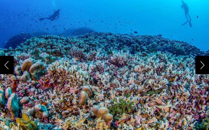 Divers from National Geographic Pristine Seas measure the world’s largest coral colony in the Solomon Islands.