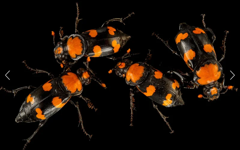 A photograph of four black beetles with orange spots against a black background.