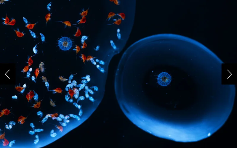 Two sphere-shaped phaeodarians, measuring about one thirtieth of an inch across, drift inside neighboring droplets. The one on the left is surrounded by a swarm of copepods (tiny crustaceans).