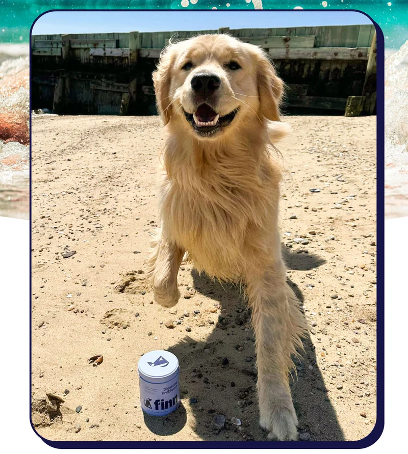 UGC image of Golden Retriever on a sunny beach with a tin of Finn Digestive Probiotics in front of it.