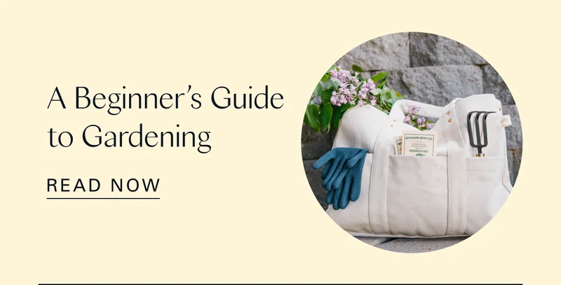 A Beginner’s Guide to Gardening