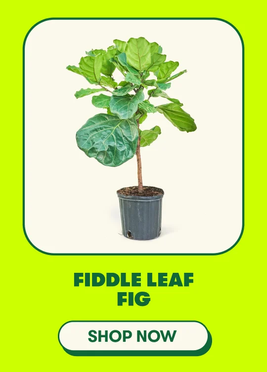 Fiddle Leaf Fig