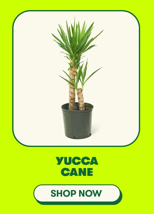 Yucca Cane