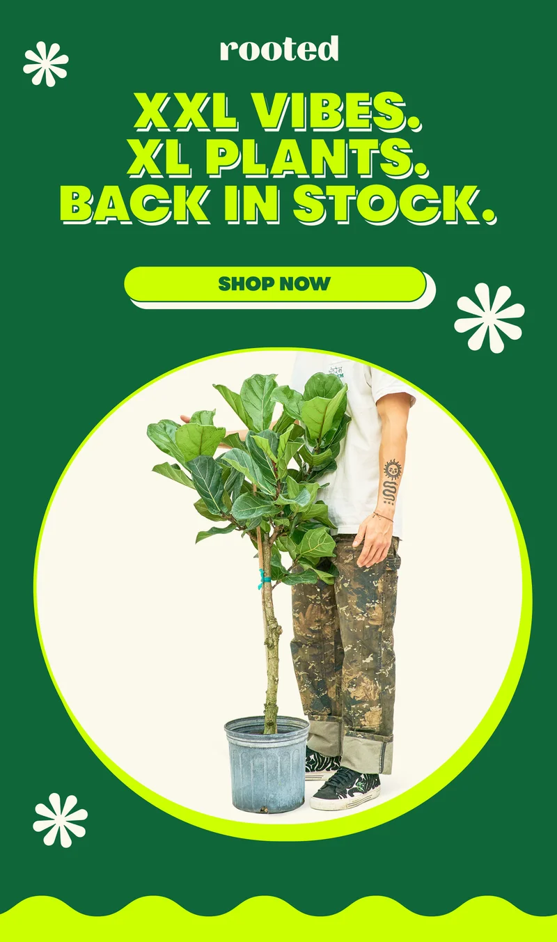 Shop XL Plants Now