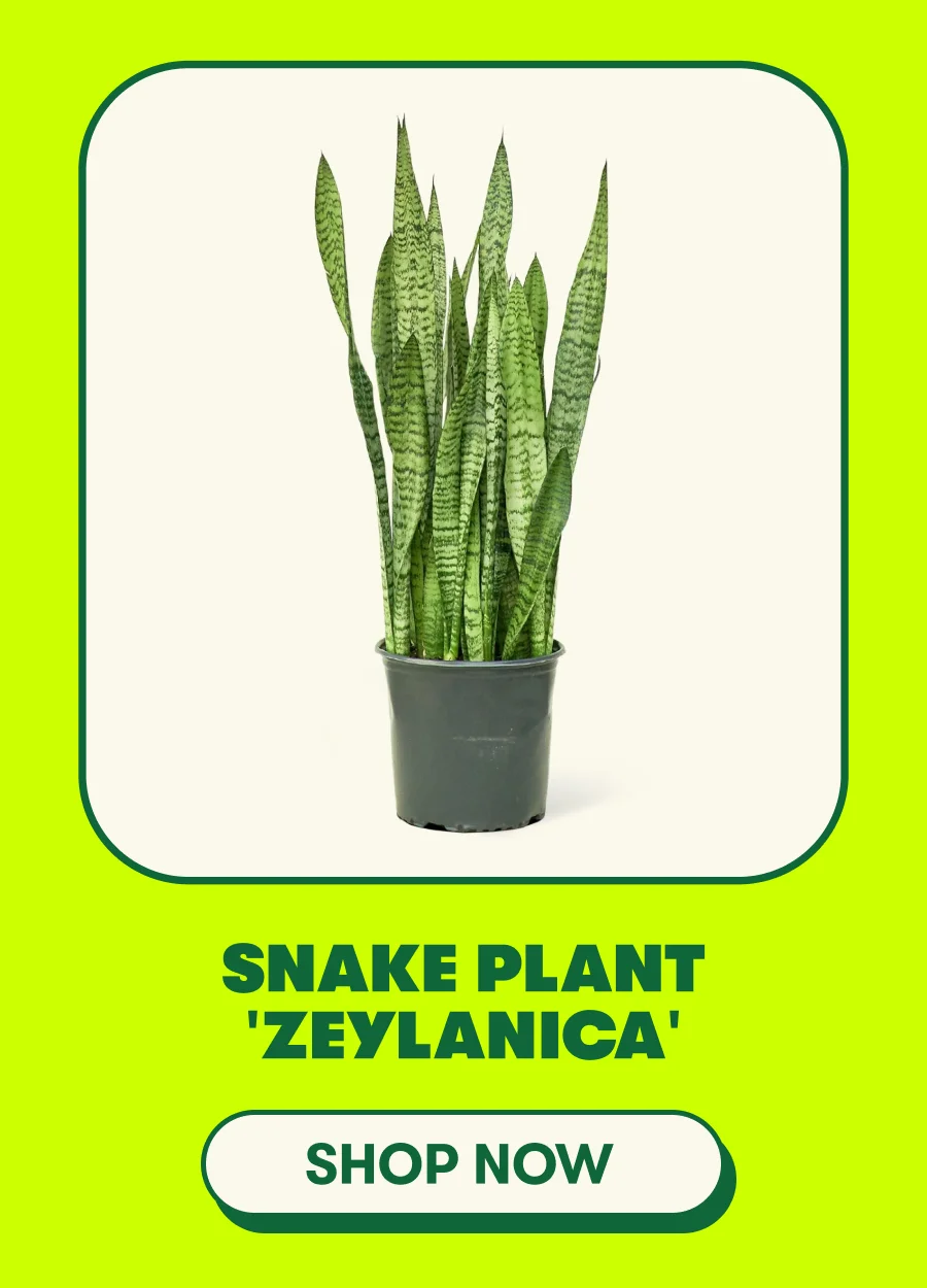 Snake Plant 'Zeylanica'