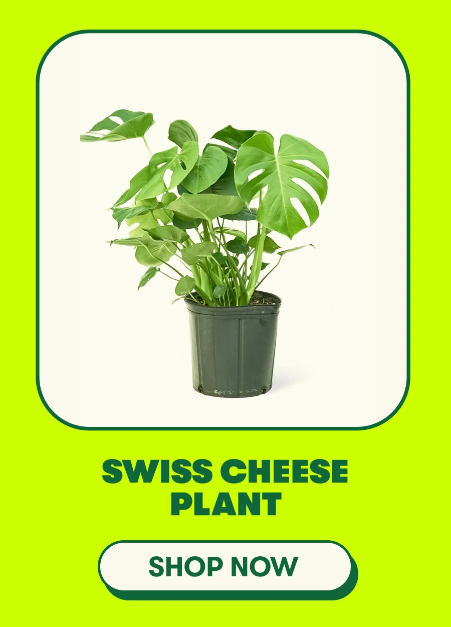 Swiss Cheese Plant