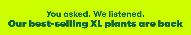Our Best Selling XL Plants are back!