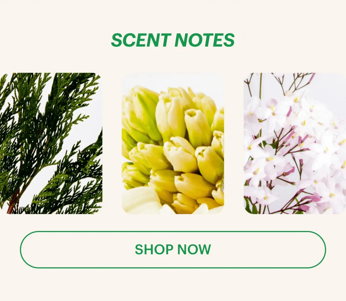 Scent Notes
