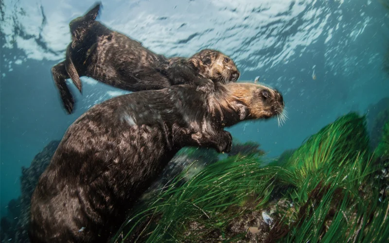 While their mothers feed together from a shallow mussel bed in Monterey Bay, staying close enough to keep a watchful eye, these two pups meet for a playdate: They cavort, chase each other, and take turns giving shoulder rides.