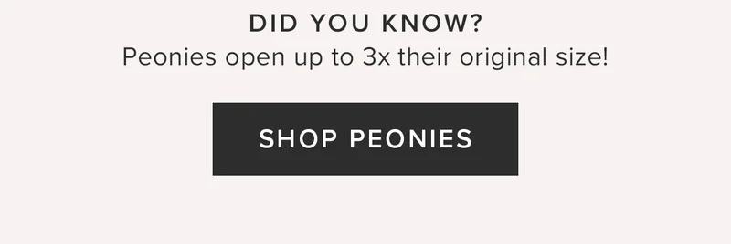 DID YOU KNOW? Peonies open up to their 3x their original size! SHOP PEONIES