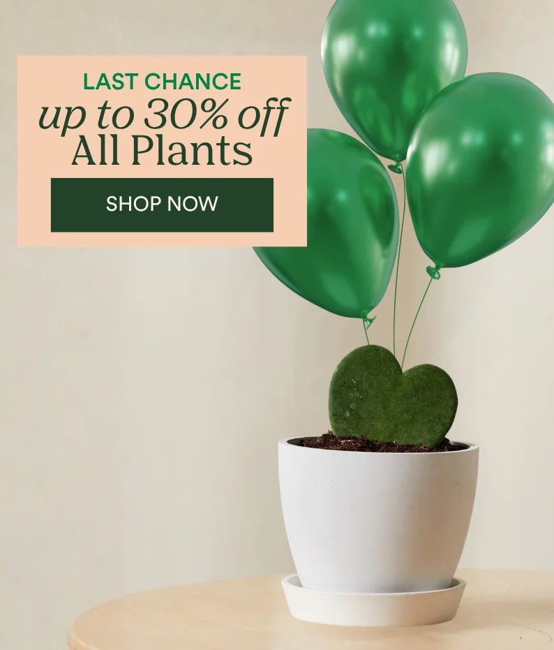 LAST CHANCE TO SAVE UP TO 30%