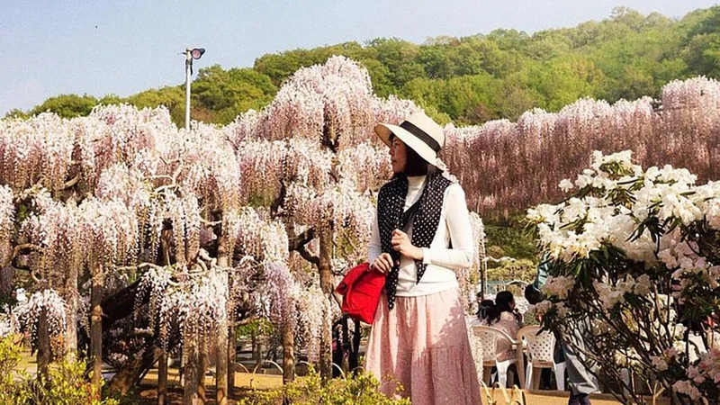 Image description: A woman walking through a garden of blooming wisteria in Tokyo.