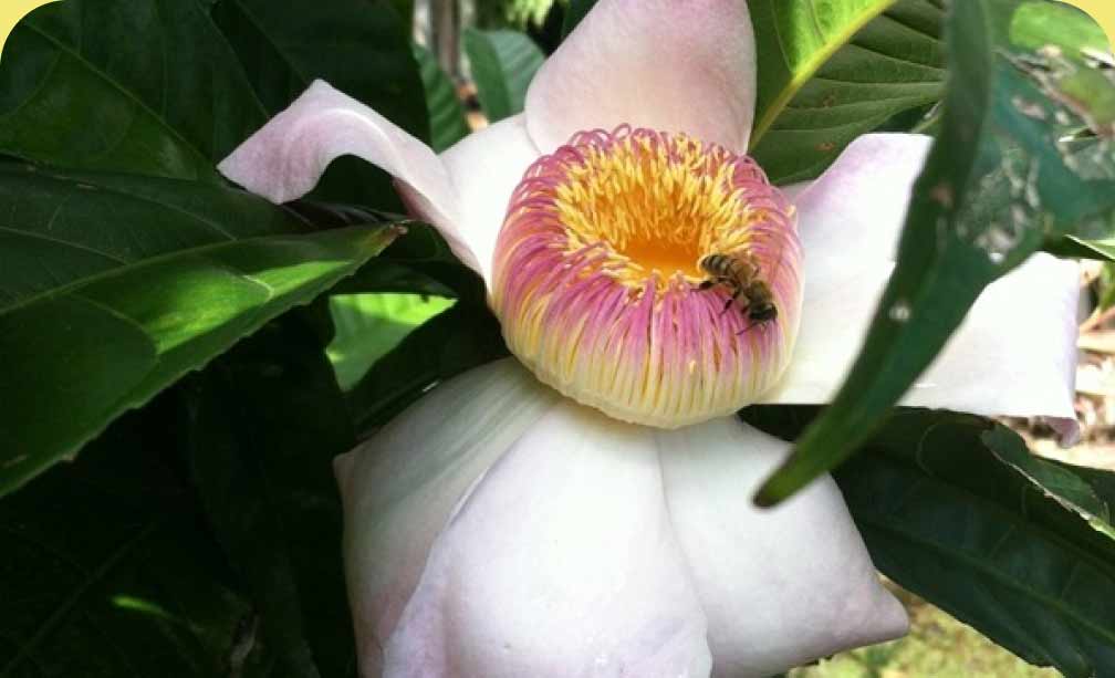 A bee on a tropical flower.