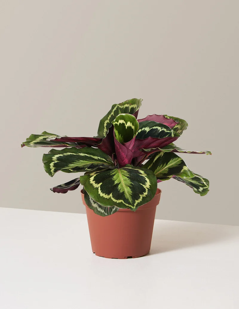 Image of Calathea Medallion