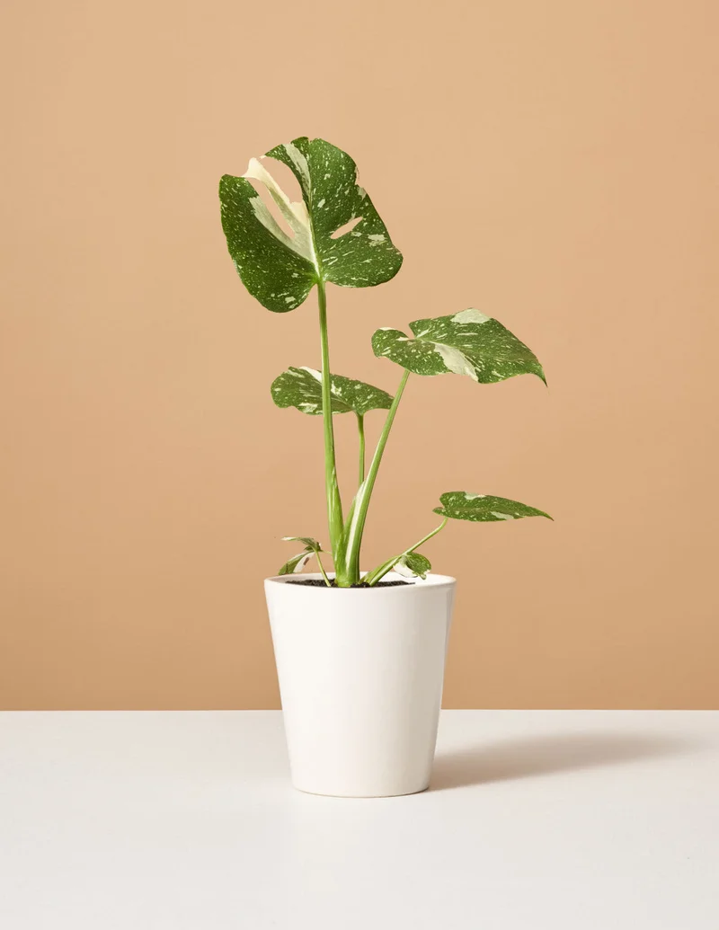 Image of Monstera ‘Thai Constellation’