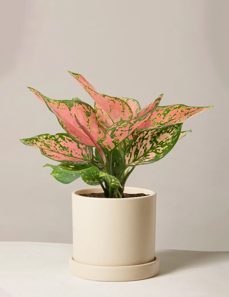 Image of Aglaonema Wishes