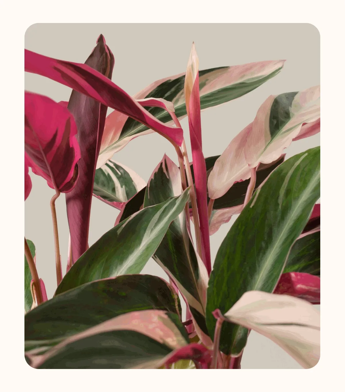 Stromanthe Triostar