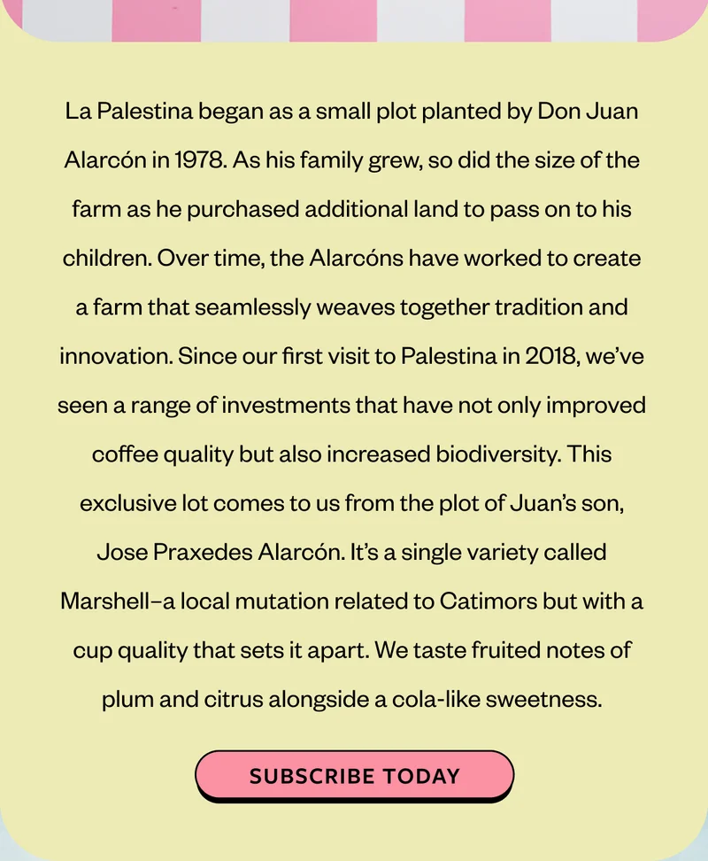 La Palestina began as a small plot planted by Don Juan Alarcón in 1978. As his family grew, so did the size of the farm as he purchased additional land to pass on to his children. Over time, the Alarcóns have worked to create a farm that seamlessly weaves together tradition and innovation. Since our first visit to Palestina in 2018, we’ve seen a range of investments that have not only improved coffee quality but also increased biodiversity. This exclusive lot comes to us from the plot of Juan’s son, Jose Praxedes Alarcón. It’s a single variety called Marshell–a local mutation related to Catimors but with a cup quality that sets it apart. We taste fruited notes of plum and citrus alongside a cola-like sweetness.